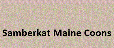 Samberkat Maine Coons